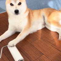 コロコロを要求するクウちゃん2