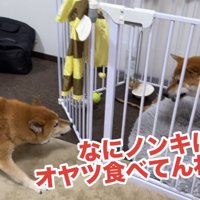 ボブくんに八つ当たり