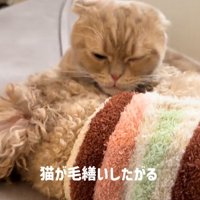 犬の腹に顔を埋める猫
