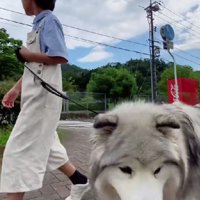 大型犬の扱いに慣れている