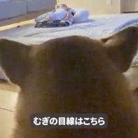 赤ちゃんを遠くから見守る犬