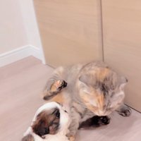 赤ちゃん犬と猫のふれあい7