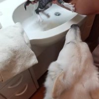 シャンプーを近くで見守る