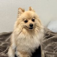 ついてくるサニーくん