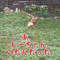 庭の奥に座る犬