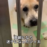 収容所に入る老犬