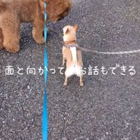 顔を合わせるプードルとチワワ