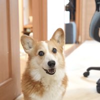 座ってカメラを見つめる犬