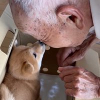 鼻を近づける子犬