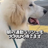 お姉さんを迎えに来たボンドくん2