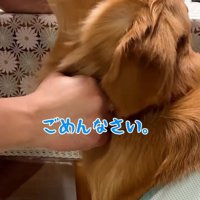 「ごめんなさい」とペロペロ
