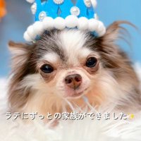 幸せなわんこの一員に♡