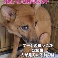 殺処分待ちだったあずきちゃん