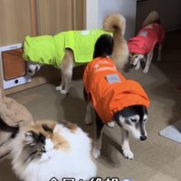 それぞれ違う方向を向いて俯く柴犬たち