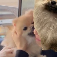 女性の顔を嬉しそうに舐める犬