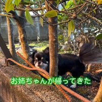 まる君とお姉ちゃんの再会