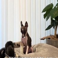 それでも遊びは欠かさない