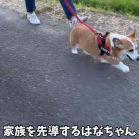 一番前を歩くはなちゃん