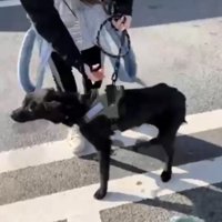 痩せた犬