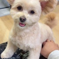 飼い主のひざに前足を乗せて耳をパタパタと振る犬