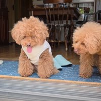 隣の犬の様子を窺う犬