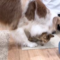 たまちゃん大好きなガルチェロくん