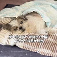 つらそうな表情をしています