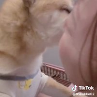 人の顔に鼻先を寄せる犬
