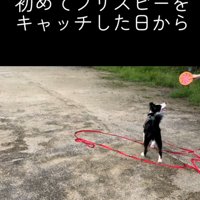 フリスビーを見ながら立ち上がる犬
