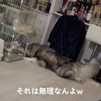 ケージの前に伏せる犬