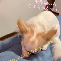 再びソファに顔を埋める白い犬