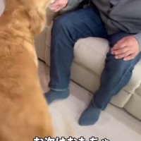 おもちゃを咥える犬と、おもちゃの端を握るおじいちゃん