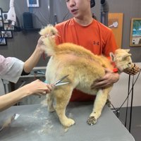 毛をカットしたらトリミング完了