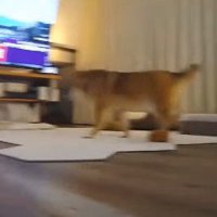 家の中を警備！