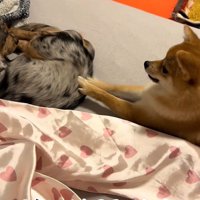 「どいて！」とお尻をペチペチ