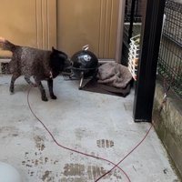 やっぱり離れてからブルブルッ