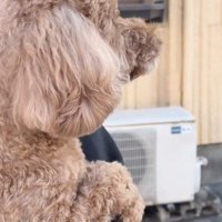 寂しそうな犬の横顔