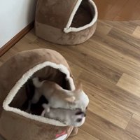 ワンプロする2匹