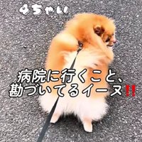 ポメラニアンのこむぎくん