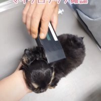 順調に処置が進んでいきます