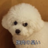鋭い目を向ける犬