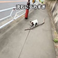 おいて行かれそうになるバディくん