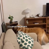 おもちゃ箱の前にいるにこちゃん