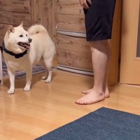 何かをお願いしに来たごん太くん6