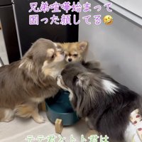 2匹の犬の間に挟まれる犬