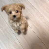 立ち上がるきびちゃん