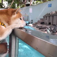 夢中で見つめるこむぎちゃん