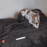 ペットカメラを確認してみた