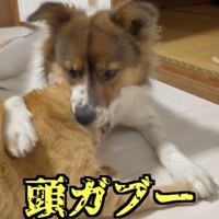 満を持しての