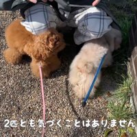 最後はパパさんに寄り添う2匹♪